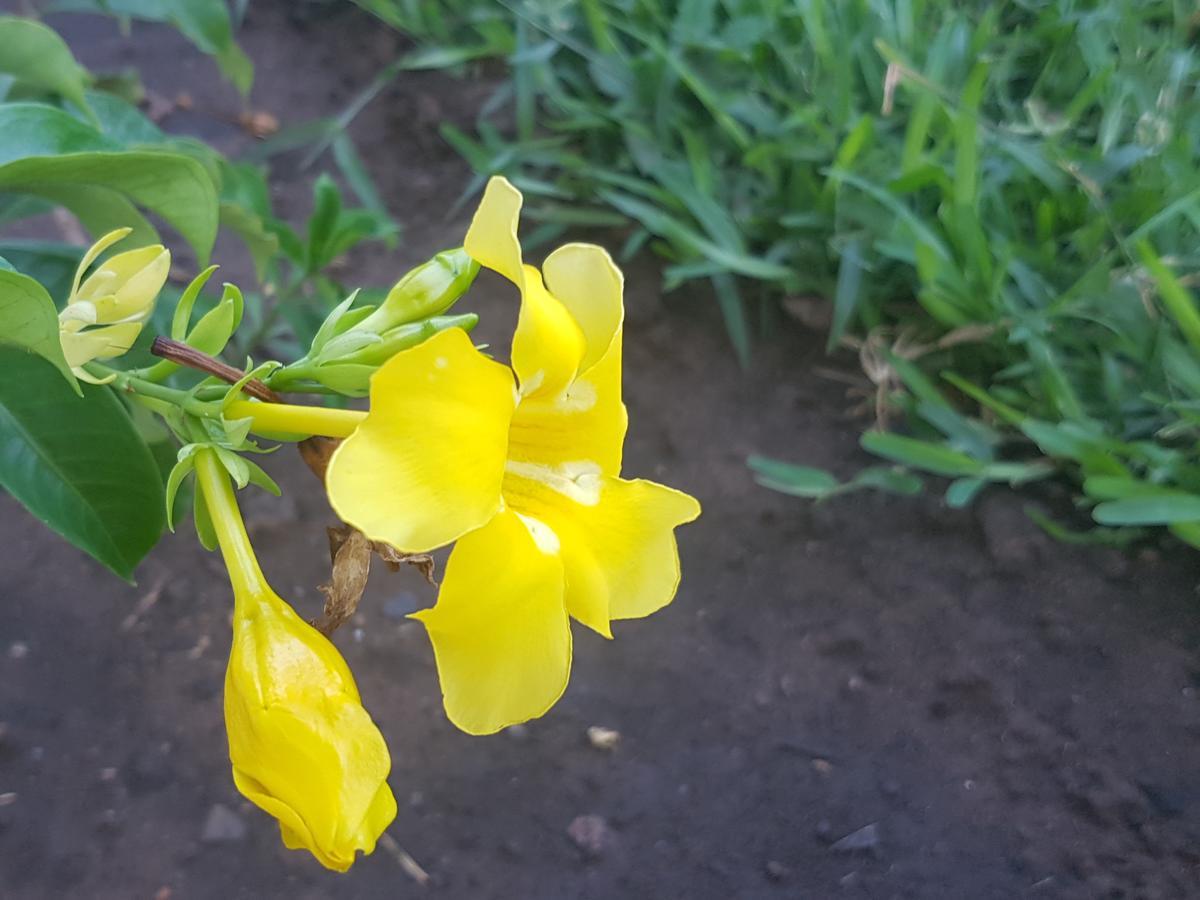 Bed and Breakfast Nyumba Ya Afrika Ватаму Экстерьер фото